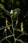 Canadian milkvetch